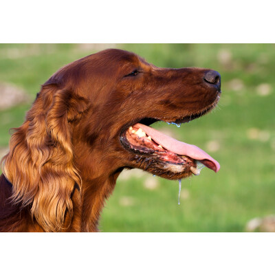 Gastritis beim Hund: vorbeugen, erkennen &amp; behandeln - Gastritis bei Hunden - Symptome &amp; Behandlung | ReaVet