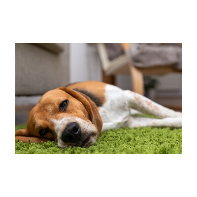 Gastritis beim Hund: vorbeugen, erkennen &amp; behandeln - Gastritis bei Hunden - Symptome &amp; Behandlung | ReaVet