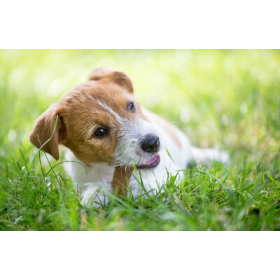 Welpen Ernährung – Die richtige Fütterung von Welpen &amp; Junghunden - 