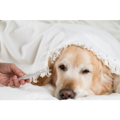 Erkältung beim Hund – Was bei einem erkälteten Hund zu tun ist - 