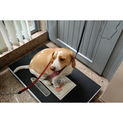 Übergewicht beim Hund: Die Gründe für Übergewicht bei Vierbeinern - Übergewicht beim Hund: Ursachen, Folgen &amp; Diät