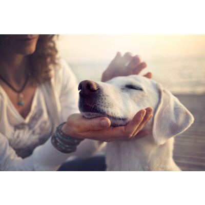 Ein Welpe zieht ein – Erster Tag: Dein Hundewelpen Ratgeber - 
