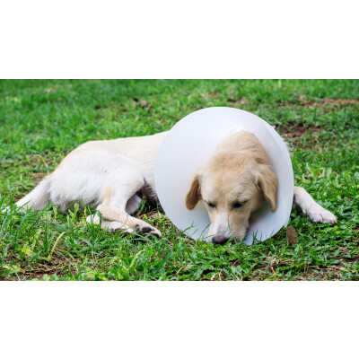 Hunde kastrieren – Wann es sinnvoll ist - Hunde kastrieren ► Vor- &amp; Nachteile auf einem Blick! | ReaVet