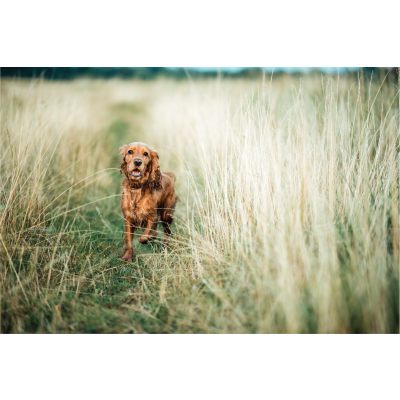 Grasmilben beim Hund: vorbeugen, erkennen &amp; behandeln - Grasmilben bei Hunden erfolgreich behandeln | ReaVet