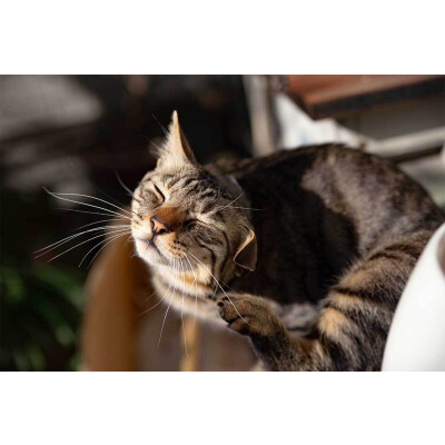 Grasmilben bei Katzen: vorbeugen, erkennen &amp; behandeln - Grasmilben bei Katzen wirksam behandeln | ReaVet