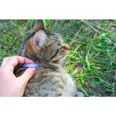Zecken bei der Katze: Symptome, Vorbeugung &amp; Behandlung - Zecken bei Katzen - Tipps zum Entfernen &amp; Vorbeugen | ReaVet