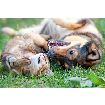 Gesundheitsprophylaxe - ein Muss für jedes Tier - Gesundheitsprophylaxe - Gesundheit Haustiere- Pflege