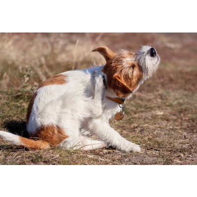 Allergien beim Hund: Ursachen, Symptome und Behandlung - Allergien-beim-Hund-Symptome-Behandlung-Ursachen