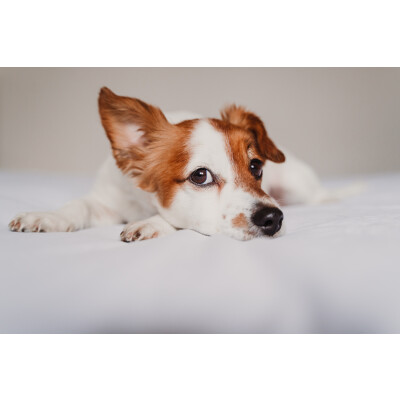 Demenz bei Hunden - Demenz bei Hunden - Wie du sie erkennst und behandeln kannst
