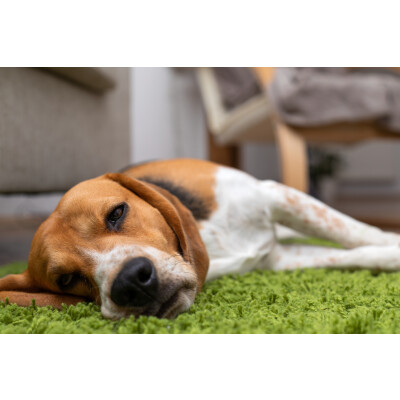 Herz-Kreislauf-Erkrankungen bei Hunden: Ursachen, Symptome und Behandlung - Herz-Kreislauf-Hund-Ursachen-Symptome-und-Behandlung-