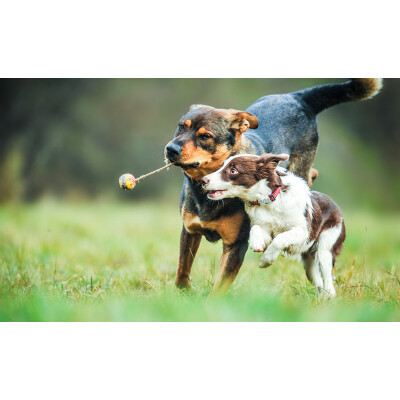 Hunde kastrieren - Schnelle Lösung für Verhaltensprobleme? - Hunde kastrieren ► Vor- &amp; Nachteile auf einem Blick! | ReaVet
