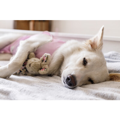 Gelenkserkrankung beim Hund: Ursachen, Symptome und Behandlung - 