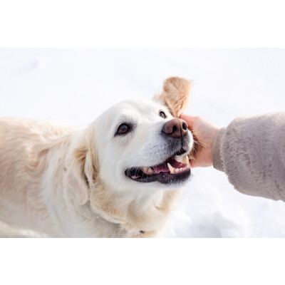 Leberprobleme beim Hund: Ursachen, Symptome und Behandlung - Leberprobleme-Hund-Ursachen-Symptome-Behandlung