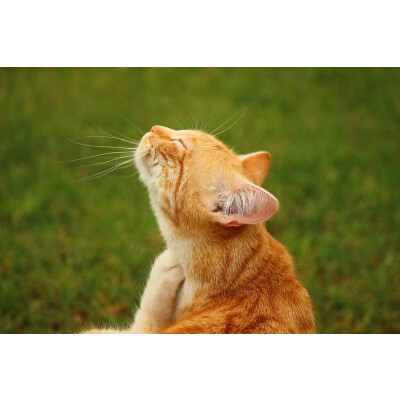 Allergien bei Katzen: Auslöser, Symptome und Behandlung - Allergie-Bei-Katzen-Auslöser-Symptome-und-Behandlung