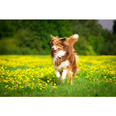 Blasenentzündung beim Hund: Ursachen, Symptome und Behandlung - Blasenentzündung beim Hund - Wie du sie erkennst und behandelst