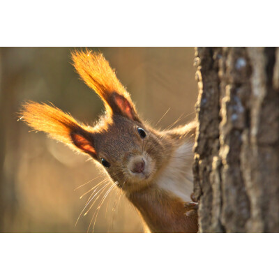 Porträt: Das Eichhörnchen  - Das Eichhörnchen-Besuch im Garten? Wie du helfen kannst und womit du sie fütterst