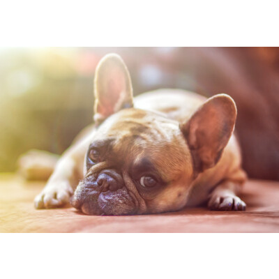 Hundemagen und Gastritis - eine unangenehme Kombination - Hundemagen und Gastritis - eine unangenehme Kombination
