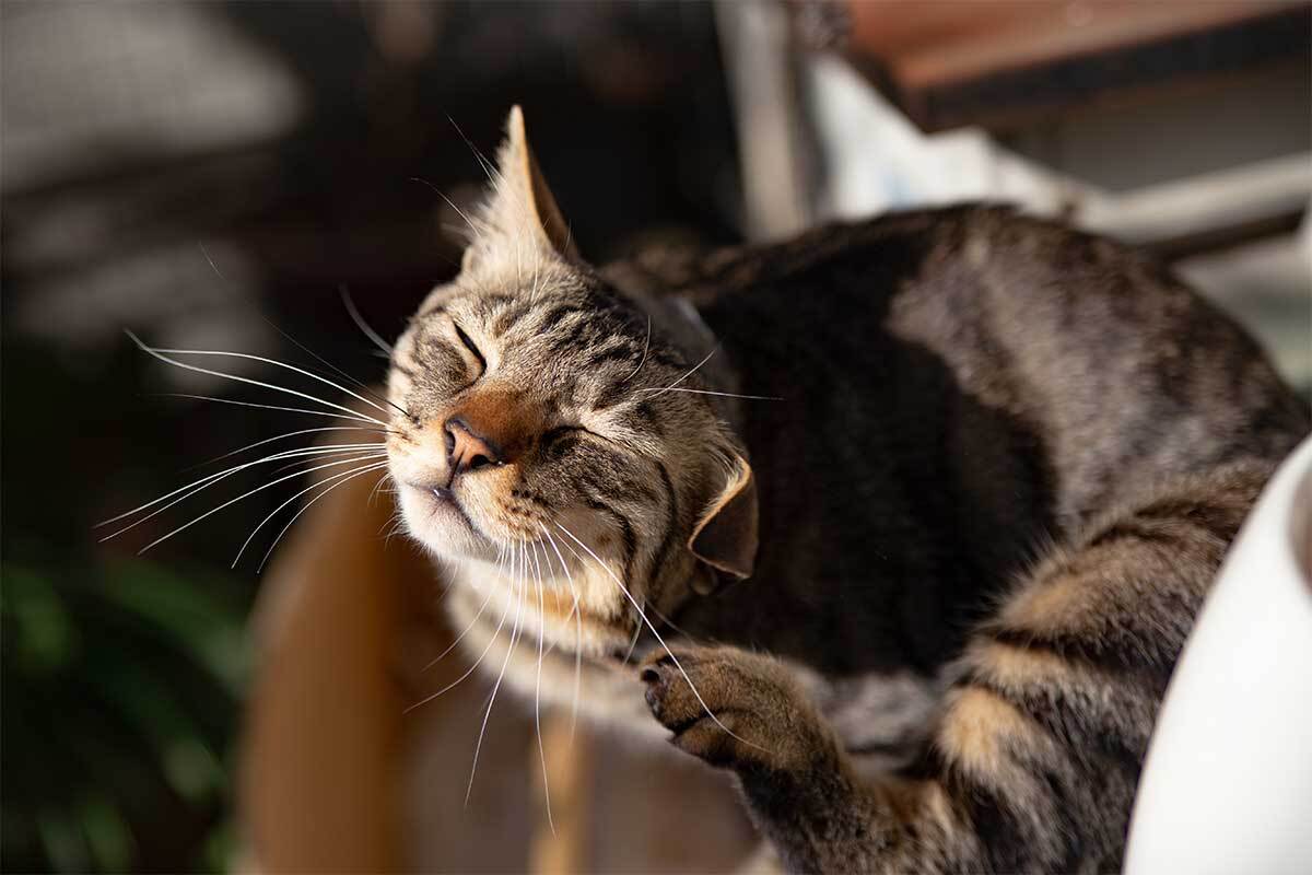 Katze juckt sich bei Milbenbefall
