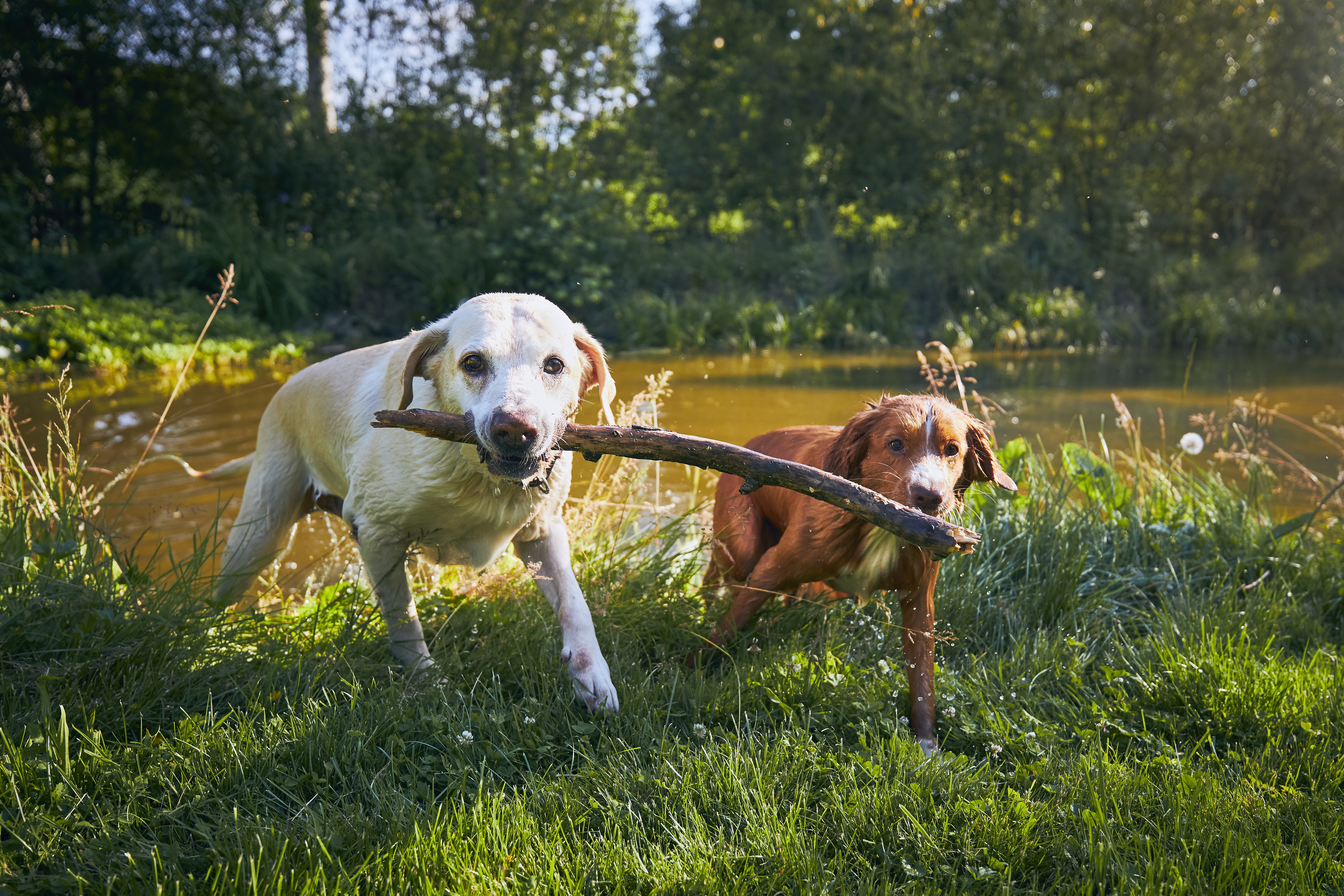 Zwei Hunde spielen gemeinsam auf einer Wiese