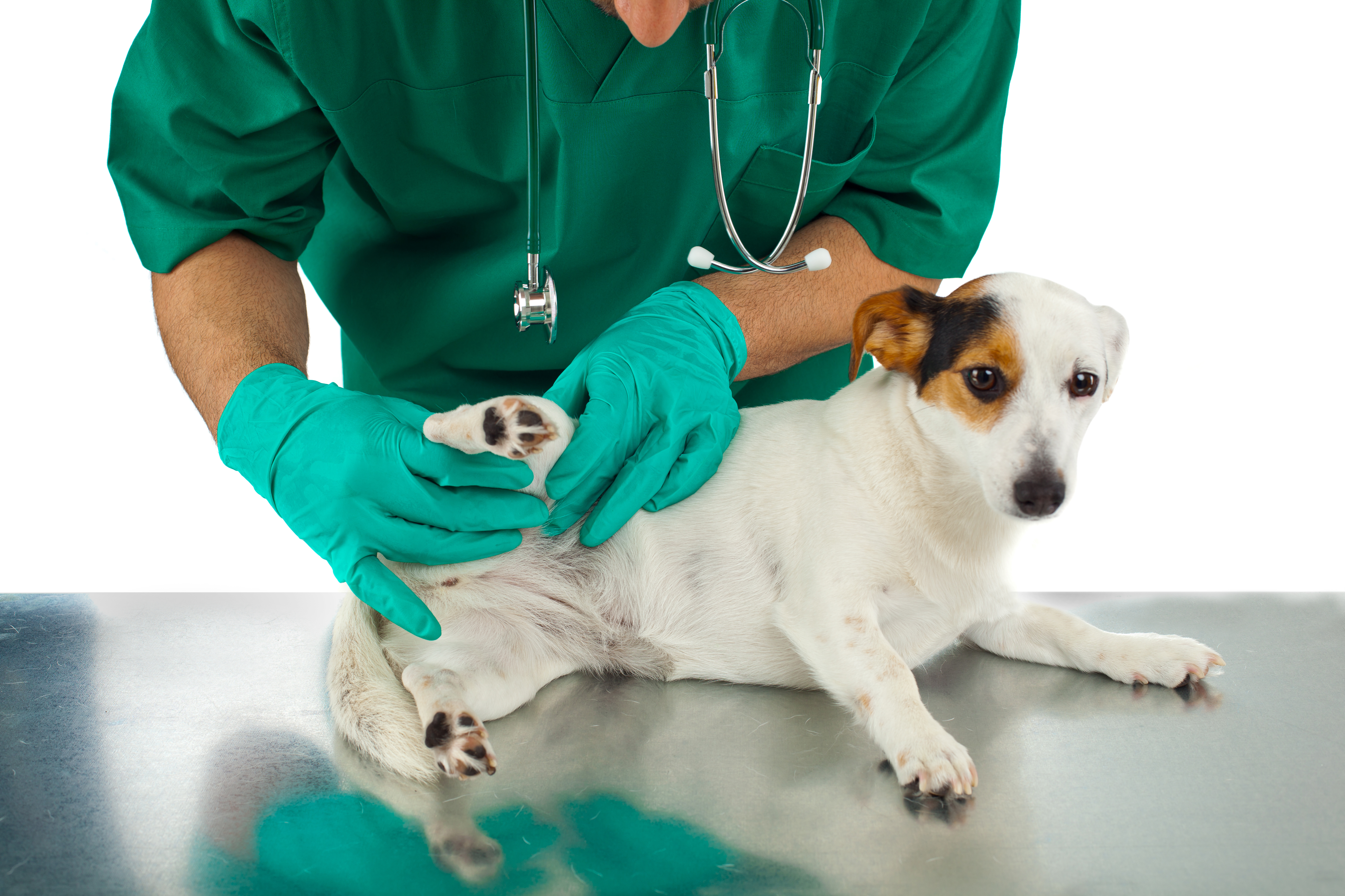 Hundeuntersuchung durch Tierarzt